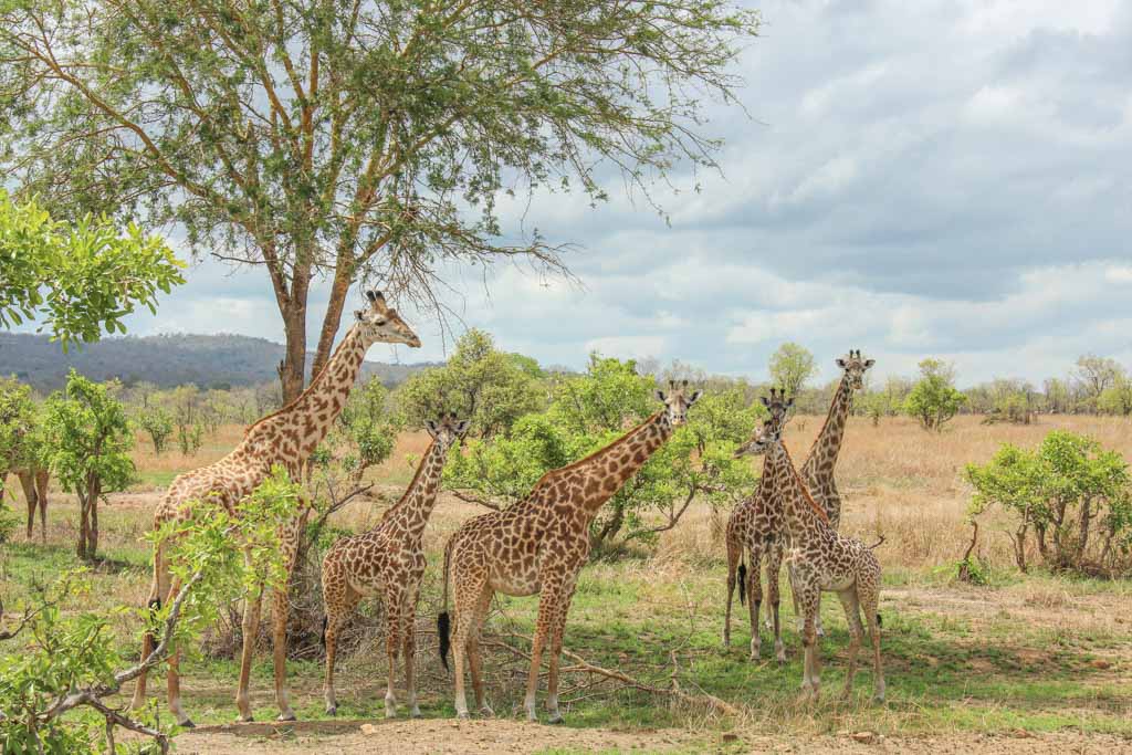 Hifadhi ya Taifa ya Mikumi: Jambo la Safari Nchini
